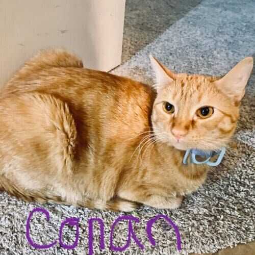Orange cat named Conan receiving short-term in-home care during a pet sitting visit in Phoenix Arizona