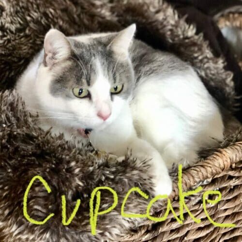 White and grey short-haired cat named Cupcake relaxing during a pet sitting visit in Glendale Arizona