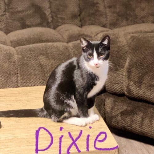 Black and white cat named Dixie receiving in-home care during a pet sitting visit in Phoenix Arizona
