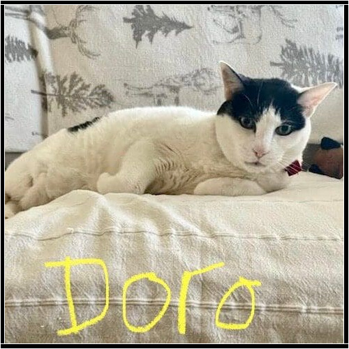 White and black cat named Doro during a drop-in pet sitting visit in Peoria Arizona
