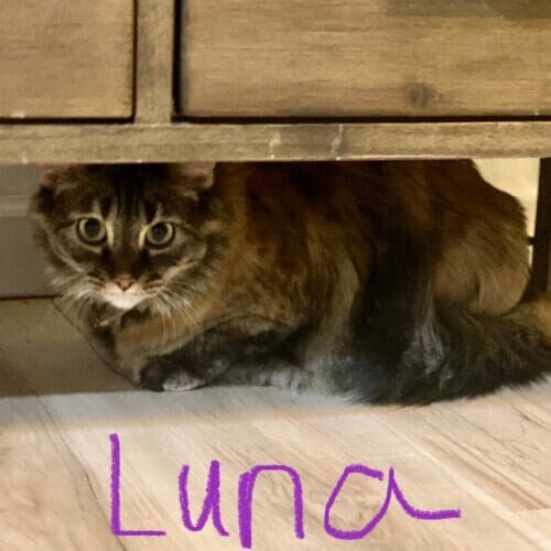 Luna the cat peeking out from her favorite hiding spot during a pet sitting visit in Sun City, AZ.