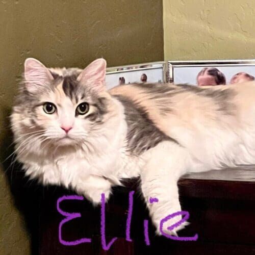 Grey and white cat named Ellie relaxing during an in-home pet sitting visit in Phoenix Arizona
