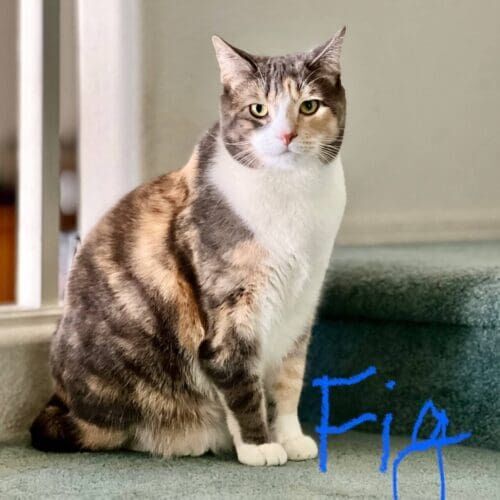 Cat named Fig sitting perfectly during a pet sitting visit in Glendale Arizona