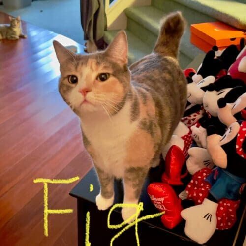 Tri-colored cat named Fig receiving daily care during a pet sitting visit in Glendale Arizona