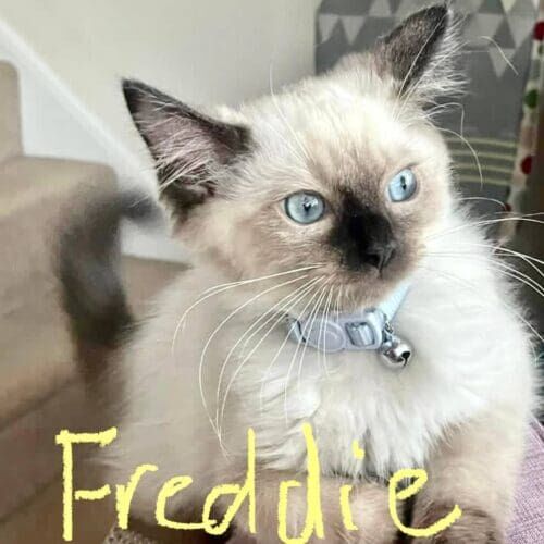 Cat named Freddie relaxing during a pet sitting visit in Peoria Arizona