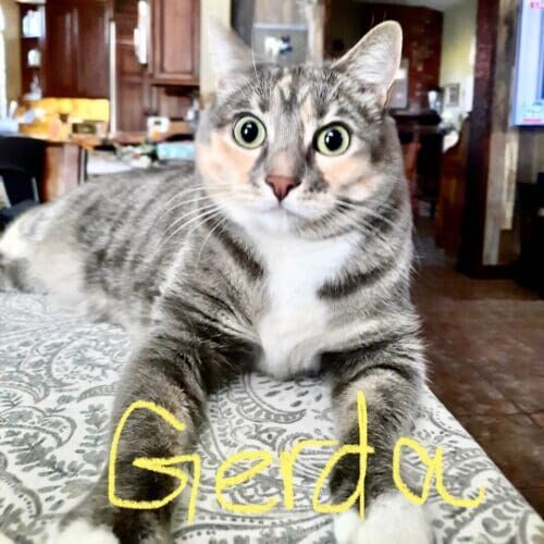 Cat named Gerda looking confused by the camera during a drop-in pet sitting visit at home in Sun City Arizona