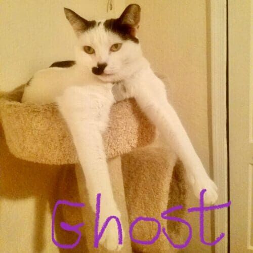 Cat named Ghost hanging out on a cat tree during a short drop-in pet sitting visit in Phoenix Arizona