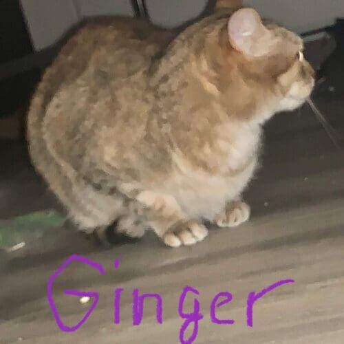 Brindle orange cat named Ginger receiving daily care during pet sitting visits in Glendale Arizona