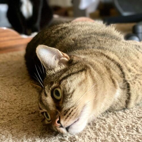 Cat receiving care during a drop-in pet sitting visit in Glendale Arizona