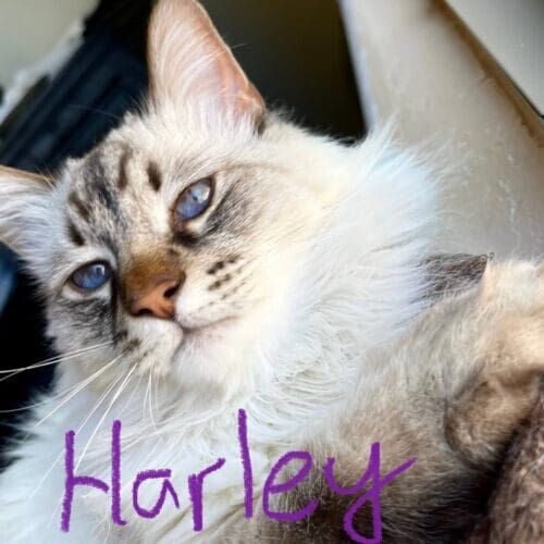 Cat named Harley resting during in-home pet sitting in Peoria Arizona