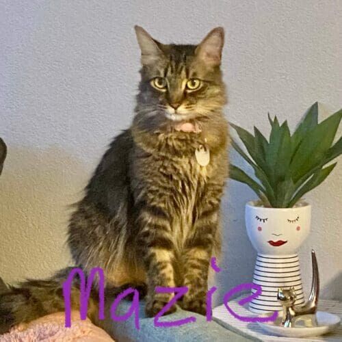 Cat named Mazie sitting pretty during a pet sitting visit in Glendale Arizona
