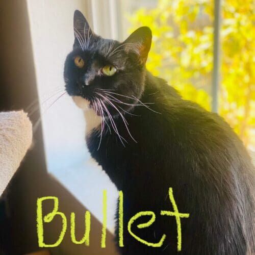 Black cat named Bullet receiving in-home care during a pet sitting visit in Phoenix Arizona