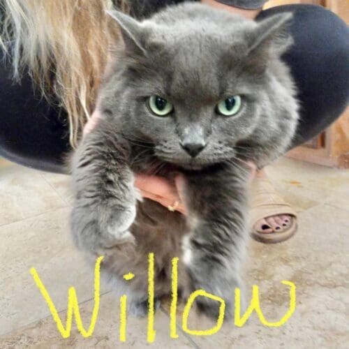 Grey kitten named Willow receiving gentle in-home care during a pet sitting visit in Glendale Arizona