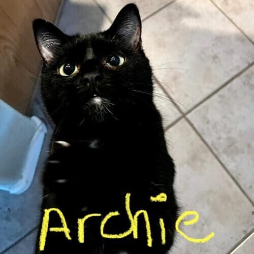 Cat named Archie receiving in-home care during a pet sitting visit in Phoenix Arizona