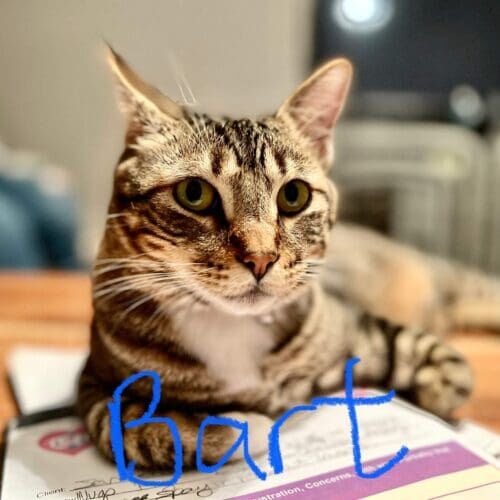Cat named Bart relaxing during a pet sitting visit in North Phoenix Arizona