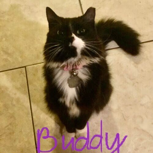 Cat named Buddy receiving in-home care during a pet sitting visit in Phoenix Arizona