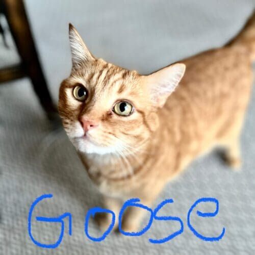 Cat named Goose asking for pets during a pet sitting visit in Phoenix Arizona