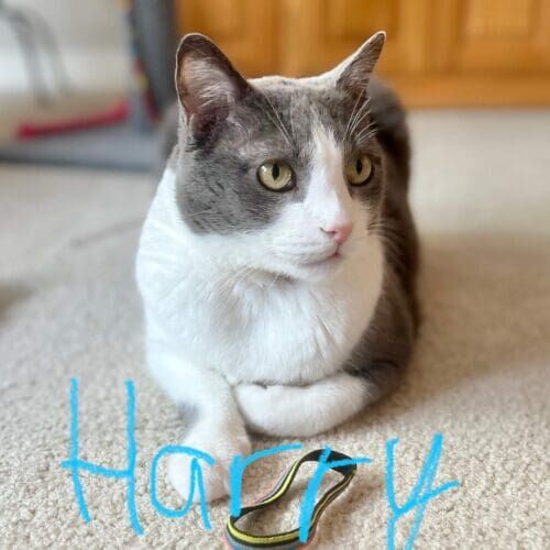 Cat named Harry relaxing during a professional pet sitting visit in Glendale Arizona