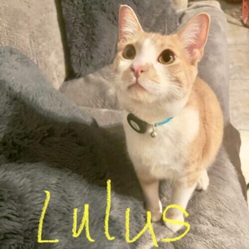 Cat named Lulus during a drop-in pet sitting visit in Litchfield Park Arizona