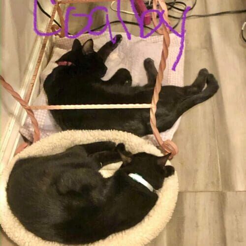 Two black cats sleeping together during a drop-in pet sitting visit in Glendale Arizona