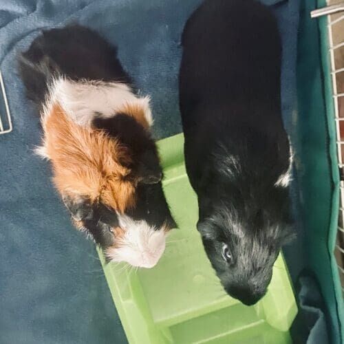 Two guinea pigs during an in-home pet sitting visit in Peoria Arizona