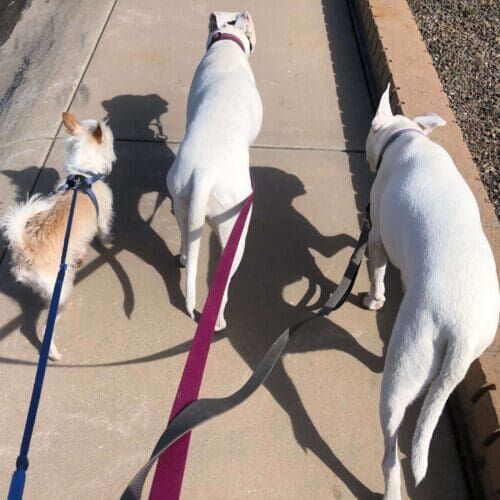3 dogs walking together with positive reinforcement dog trainer Kristie Halverson with FurBabies & Friends in Glendale, AZ.