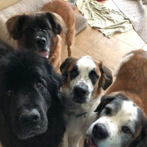 Multiple dogs receiving overnight in-home pet sitting care together in Glendale Arizona