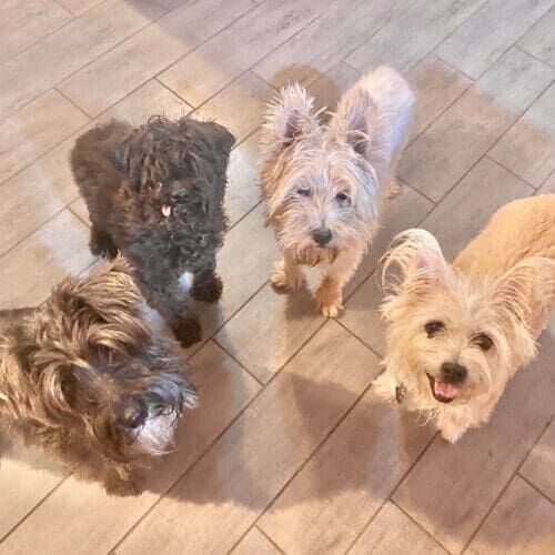 Four small dogs receiving in-home pet care together in Glendale Arizona