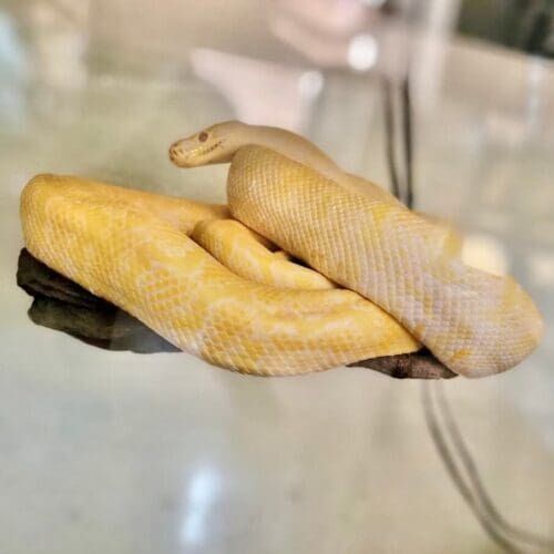 Albino boa constrictor during a drop-in pet sitting visit in Phoenix Arizona