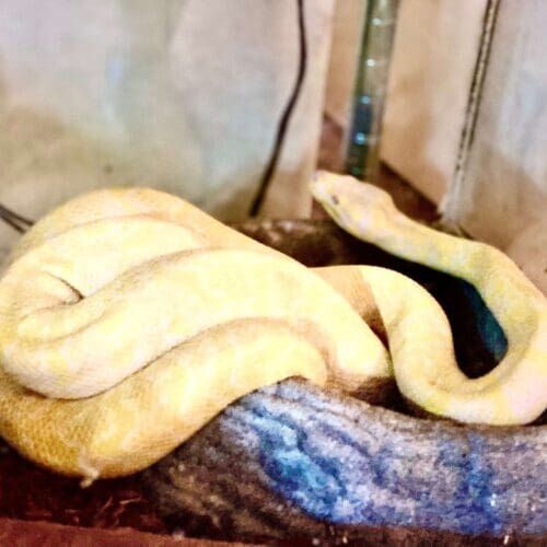 Albino boa constrictor during a pet sitting visit in Glendale Arizona