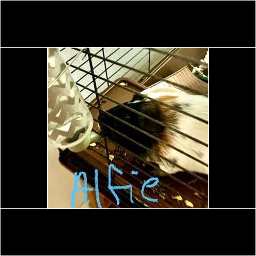 Alfie Guinea pig Guinea pig named Alfie during a pet sitting visit