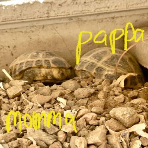 Baby turtle receiving feeding during an in-home pet sitting visit in Phoenix Arizona