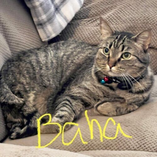 Cat named Baha resting comfortably during overnight in-home pet sitting in Glendale Arizona