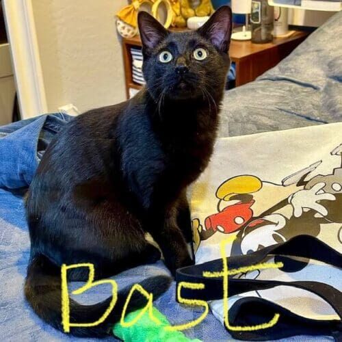 Black cat named Bast receiving in-home care during a pet sitting visit in Glendale Arizona