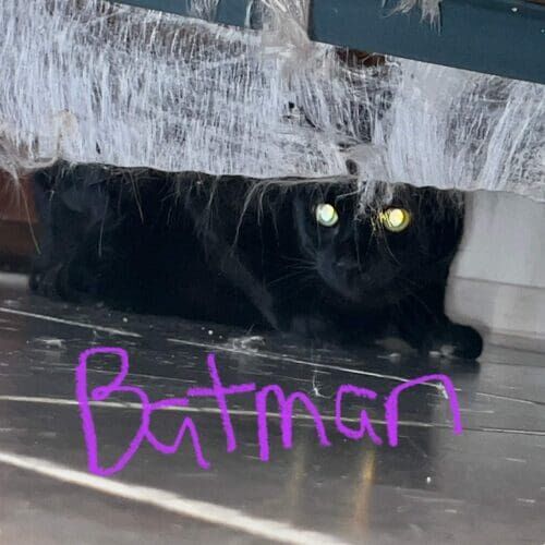 Black cat named Batman peeking out from his favorite hiding spot during a pet sitting visit at home in Sun City Arizona