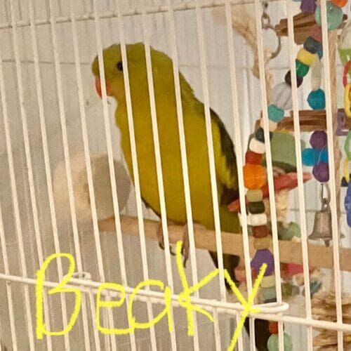 Bird named Beaky during a pet sitting visit in Sun City Arizona