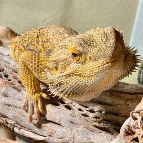 Bearded dragon receiving feeding and enclosure cleaning during a pet sitting visit in Phoenix Arizona