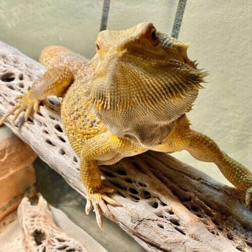 Bearded dragon receiving cage cleaning, water, and feeding during a pet sitting visit in Sun City Arizona