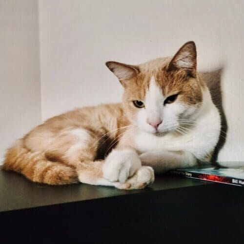 Cat relaxing at home during a professional pet sitting visit in Glendale Arizona