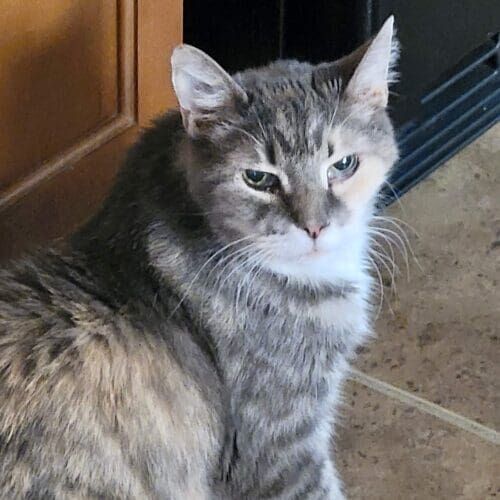Cat receiving professional in-home care during a pet sitting visit in Peoria Arizona