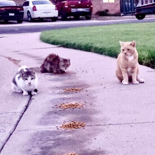 Pet sitter feeding feral cats during a scheduled care visit in Glendale Arizona