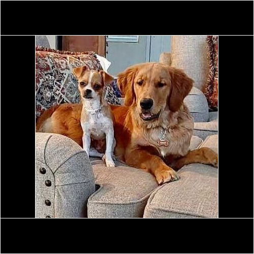 Multiple dogs receiving in-home pet sitting care together in Glendale Arizona