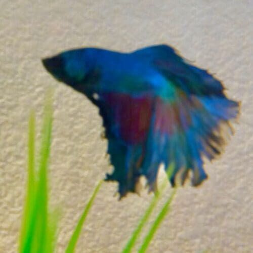 Betta fish feeding visit in Glendale AZ