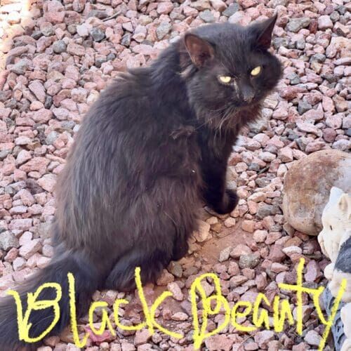 Black and white cat named Brutus receiving short-term care during a pet sitting visit in Sun City Arizona