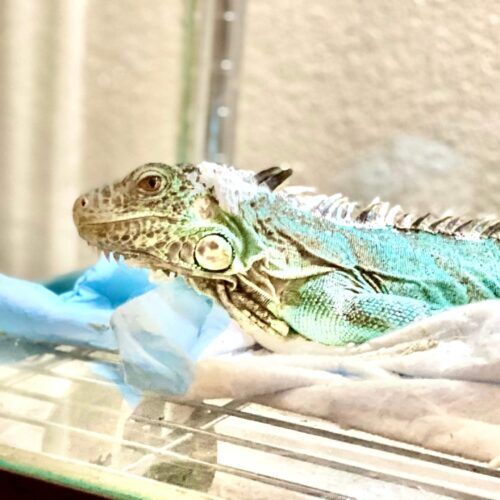Blue iguana during an in-home drop-in pet sitting visit in Peoria Arizona