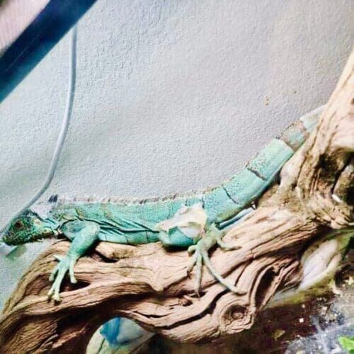 Blue iguana during an in-home drop-in pet sitting visit in Phoenix Arizona
