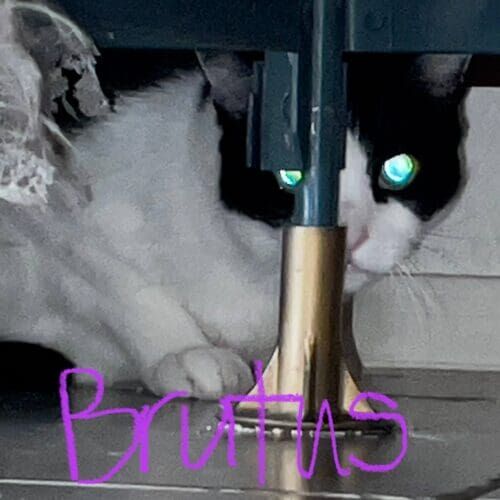 Black and white cat named Brutus receiving short-term care during a pet sitting visit in Sun City Arizona