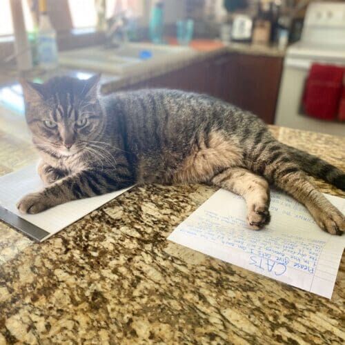 Cat receiving in-home care during a pet sitting visit in Phoenix Arizona