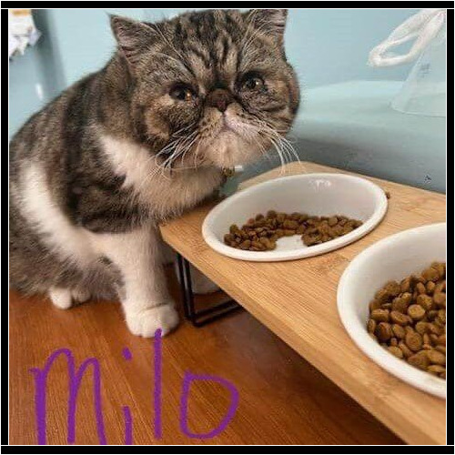 Milo the exotic shorthair cat being fed by a pet sitter in Glendale, AZ.