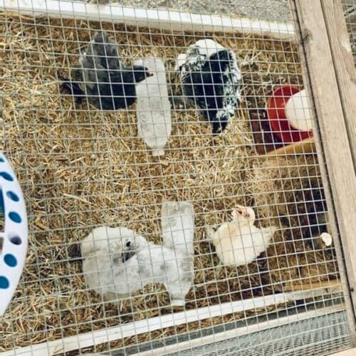 Chicken during a pet sitting visit in Phoenix Arizona